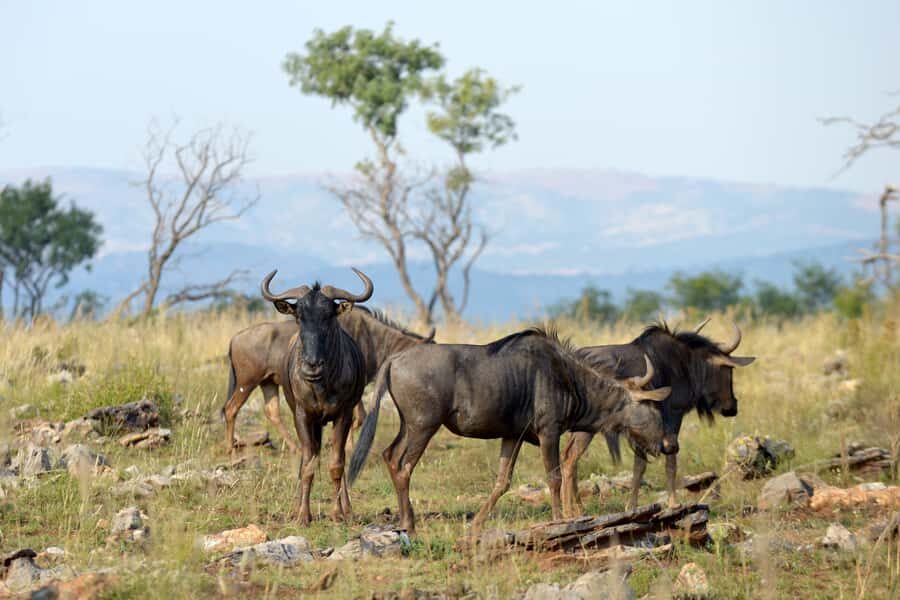 Hartbeespoort: Self-Drive Lion and Safari Park Tour - Getting from Johannesburg or Lanseria to Hartbeespoort’s Lion & Safari Park