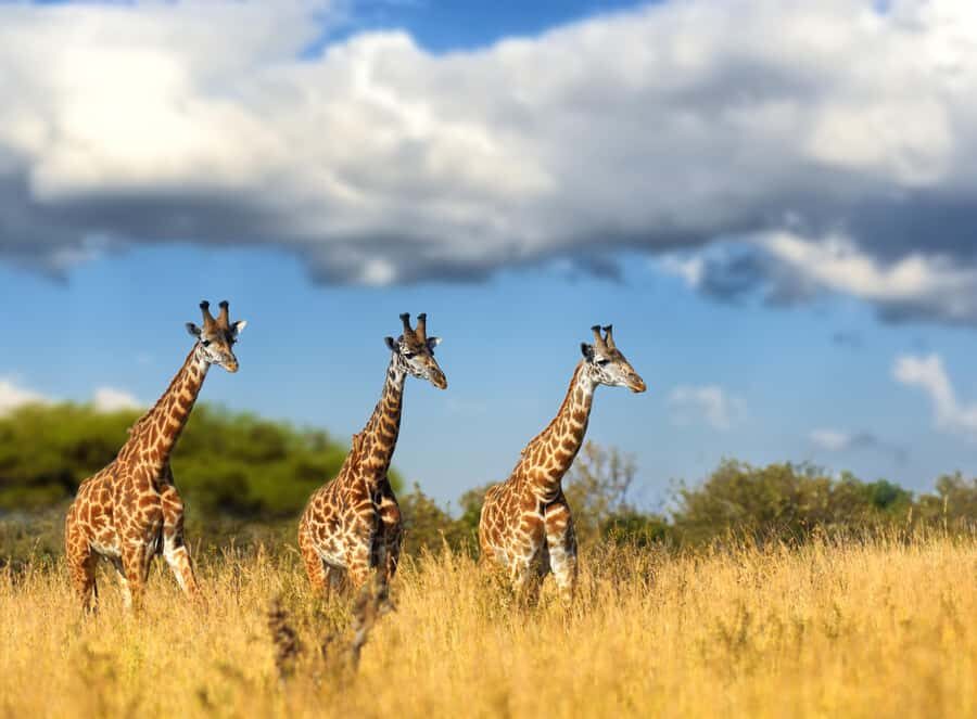 Hartbeespoort: Self-Drive Lion and Safari Park Tour - The extended game drive for antelope and other wildlife