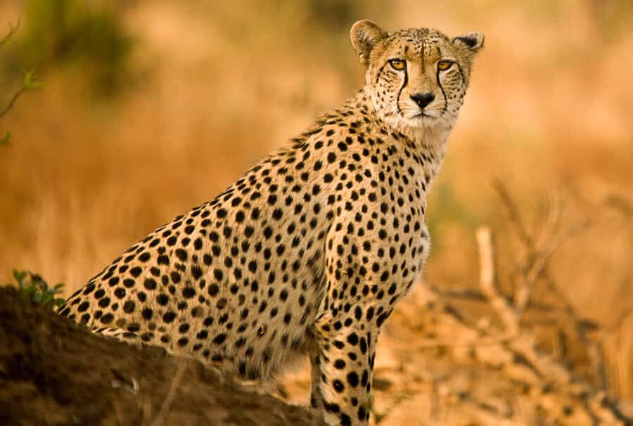 Hartbeespoort: Self-Drive Lion and Safari Park Tour - Timing lion feeding at 12:00 and 3:00 PM on weekends and public holidays