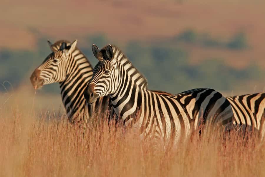 Hartbeespoort: Self-Drive Lion and Safari Park Tour - Road rules, vehicle limits, and how to plan for your car