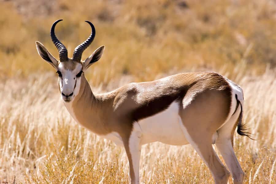Hartbeespoort: Self-Drive Lion and Safari Park Tour - Who this Hartbeespoort self-drive safari suits best