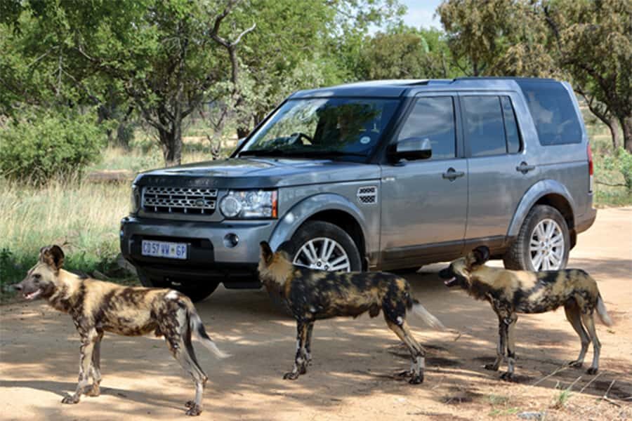 Hartbeespoort: Self-Drive Lion and Safari Park Tour - How the self-drive works through lion, wild dog, and cheetah areas