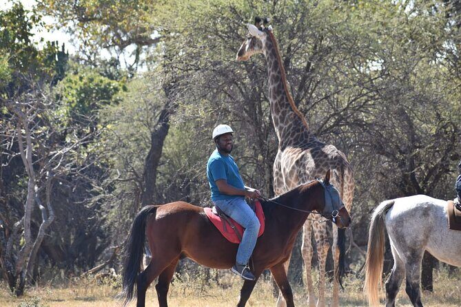 Harties Horse Trail Safari Half day - What the Two-Hour Horseback Safari Really Feels Like