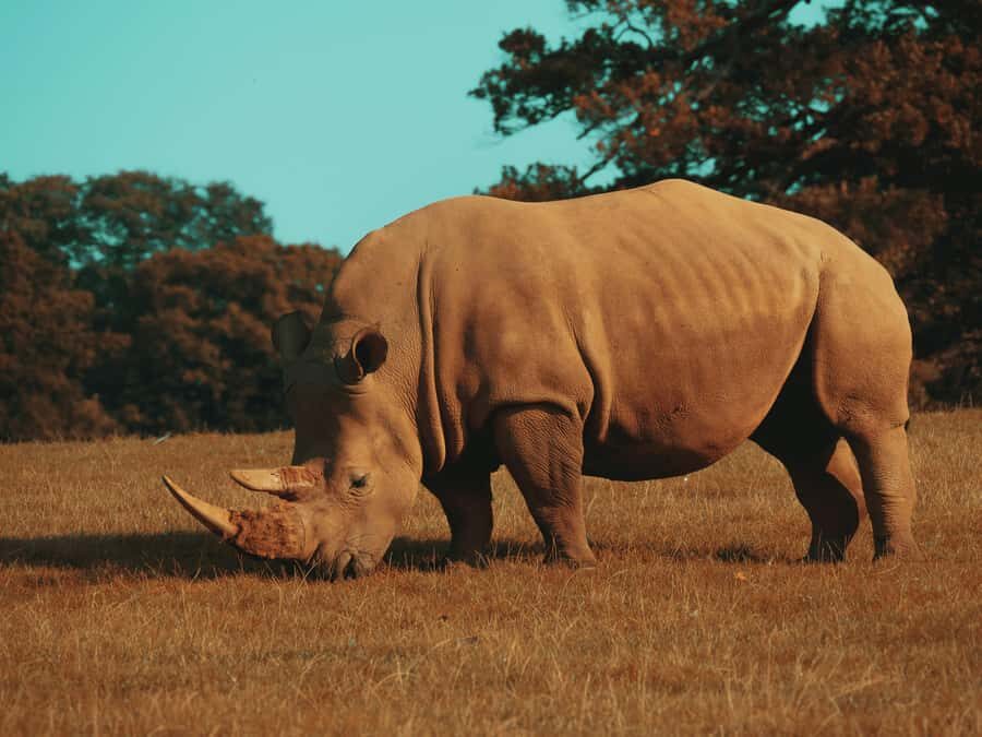 Hazyview: Kruger National Park Full-Day Safari - Wildlife viewing style: what your guide should help you notice