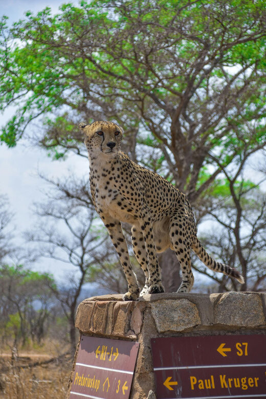 Hazyview: Kruger National Park Full-Day Safari - The most likely standout moment: watering hole viewing + picnic time