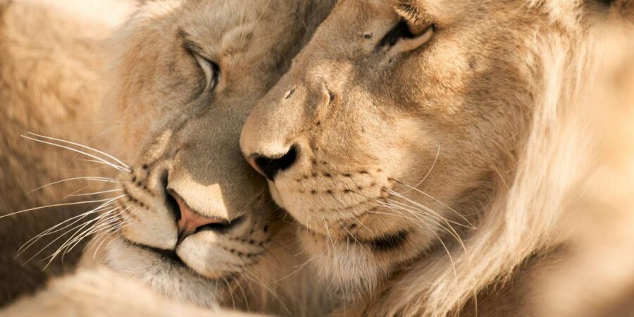 Hazyview: Kruger National Park Full-Day Safari - What to pack for Kruger (and what not to do)