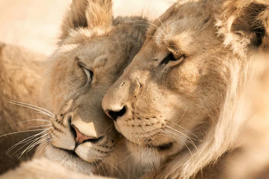 Hazyview: Kruger National Park Full-Day Safari - Who this safari suits best (and who should think twice)
