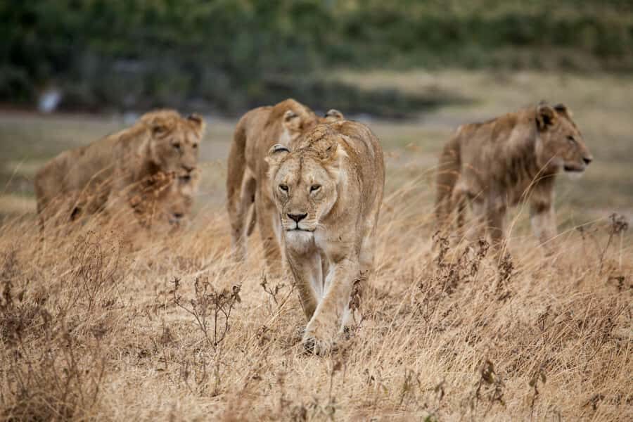 Hazyview: Kruger National Park Full-Day Safari - Custom safari vehicles + group size: the comfort advantage
