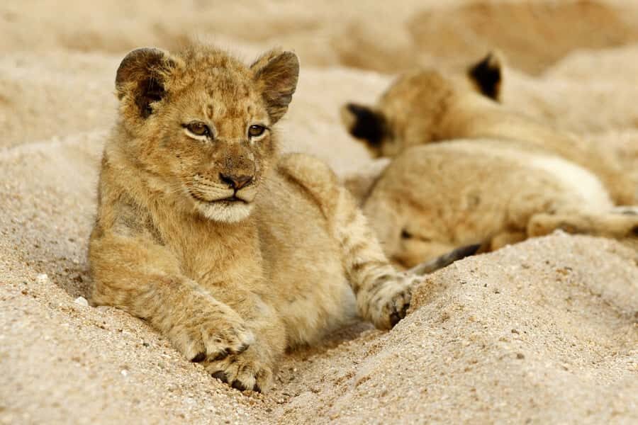 Hazyview: Private Full-Day Guided Kruger Safari - Your full-day rhythm: two 3-hour game drives plus real breaks