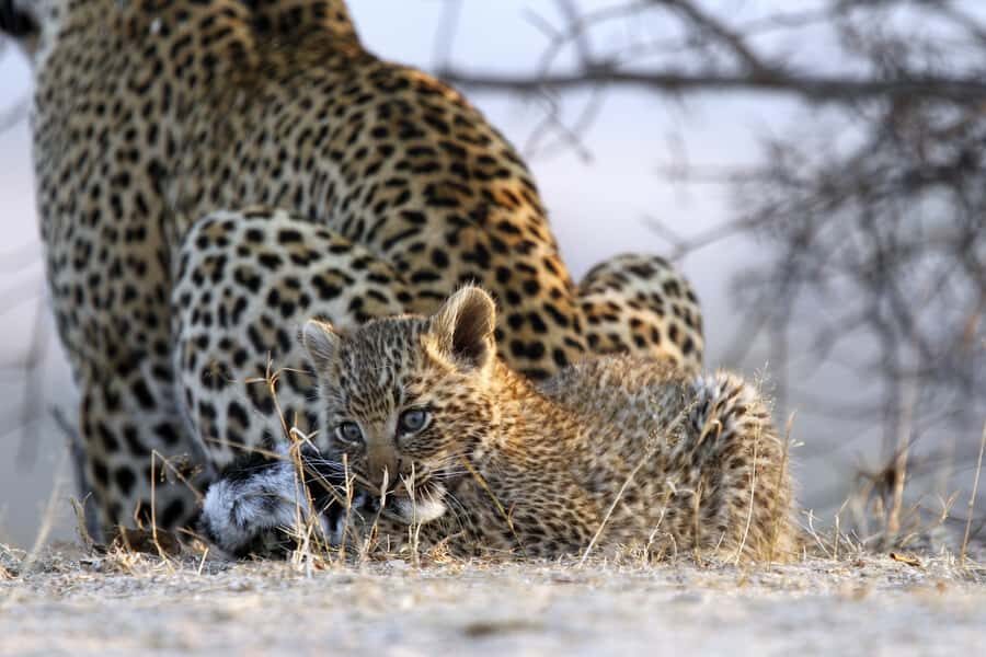 Hazyview: Private Full-Day Guided Kruger Safari - The guide makes the difference: what to expect from Vomba’s team