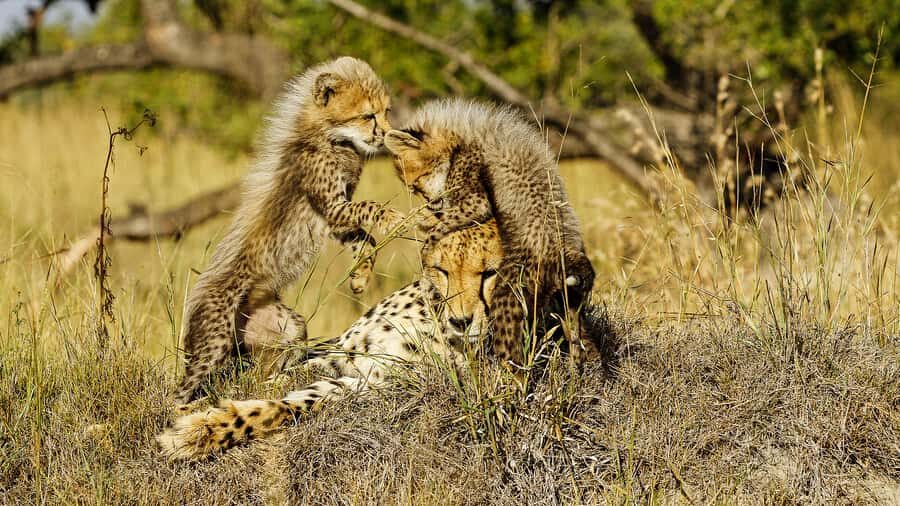 Hazyview: Private Full-Day Guided Kruger Safari - Open-vehicle viewing: great for photos, tricky for comfort