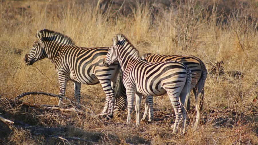 Hazyview: Private Full-Day Guided Kruger Safari - Who should book this safari, and who should skip it