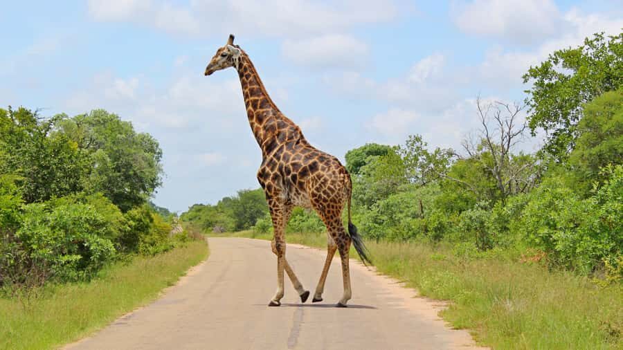 Hazyview: Private Full-Day Guided Kruger Safari - Should you book the Hazyview private full-day Kruger safari?