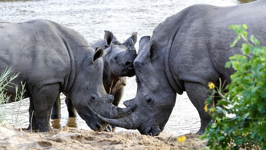 Hazyview: Private Full-Day Guided Kruger Safari - Lunch timing: what to do with the 1-hour window