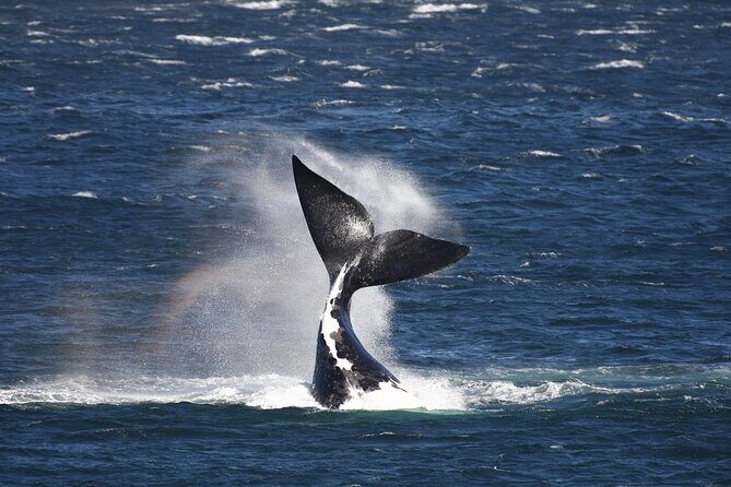 Hermanus Land based Whale Tour with Dave de Beer - Key highlights you’ll feel on the day