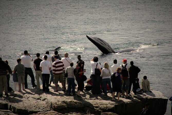 Hermanus Land based Whale Tour with Dave de Beer - Who should book this Hermanus land whale tour?