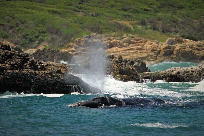 Hermanus Land based Whale Tour with Dave de Beer - Price, timing, and logistics that actually help