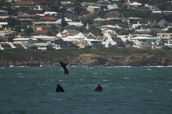 Hermanus Land based Whale Tour with Dave de Beer - Should you book with Dave de Beer?