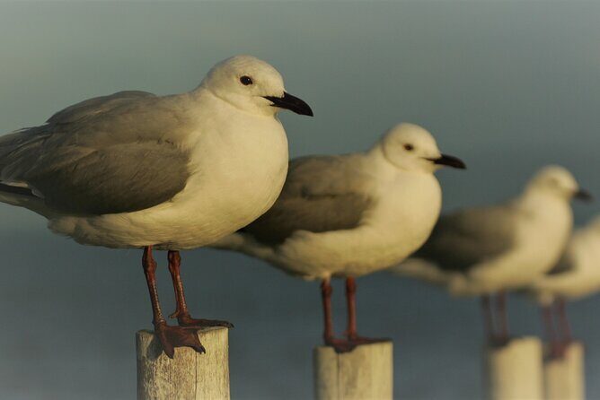 Hermanus & Overberg Birding - Why Hermanus Birding Starts at 6:30am