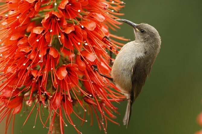 Hermanus & Overberg Birding - What the Overberg Habitat Mix Does to Your Sightings