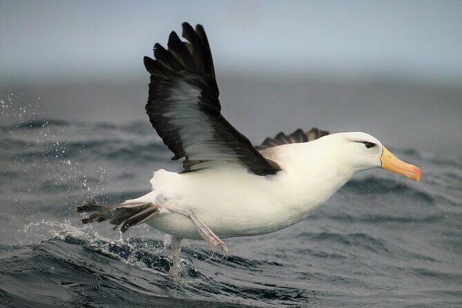 Hermanus & Overberg Birding - Should You Book Hermanus & Overberg Birding?
