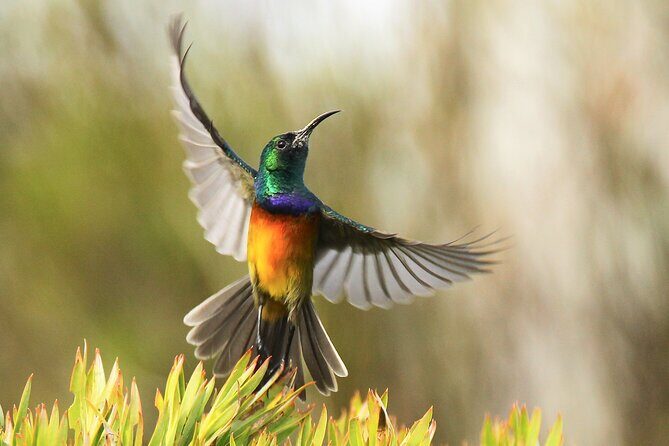 Hermanus & Overberg Birding - 3-Hour Route From Whale Museum: What Happens Along the Way
