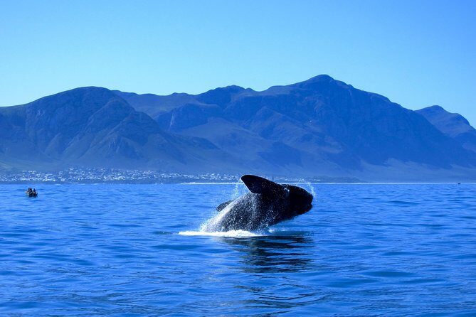 Hermanus Whale Coast Wine Tour (Cape To Grape Wine Tours) - Why Hermanus and the Wine Route fit together
