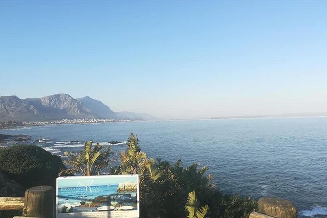 Hermanus Whale Coast Wine Tour (Cape To Grape Wine Tours) - Stop-by-stop: from Hamilton Russell to Hermanus whale country