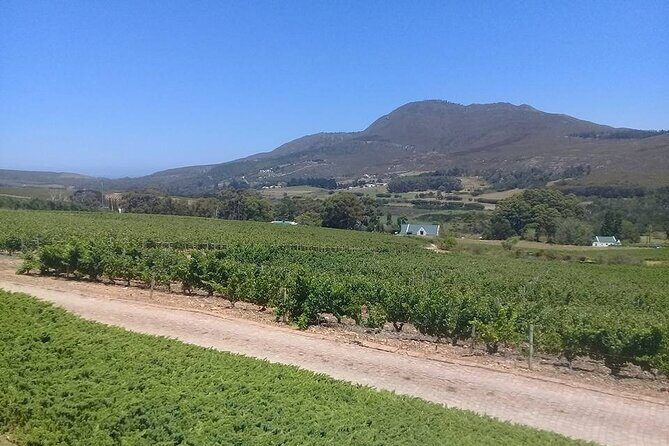 Hermanus Whale Coast Wine Tour (Cape To Grape Wine Tours) - What the included guide and headsets change for you