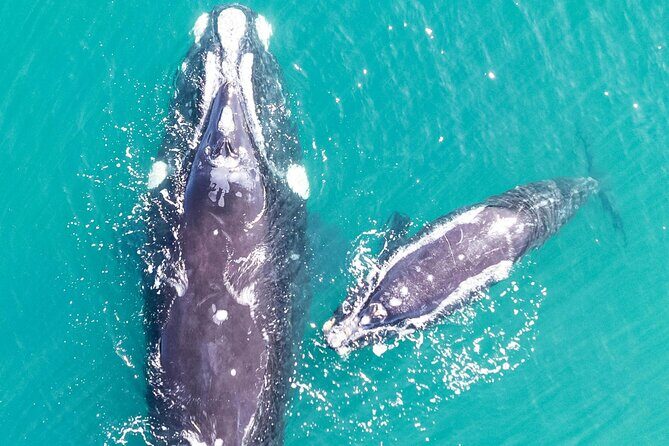 Hermanus Whale Watching and Wine Tasting - Price and logistics: what you’re paying for (and what you should budget)