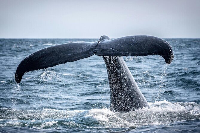 Hermanus Whale Watching and Wine Tasting - Best season for whales: when June to December really helps