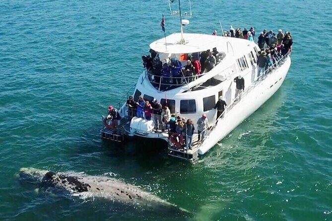 Hermanus Whale Watching and Wine Tasting Private Tour - Key Highlights You’ll Feel All Day