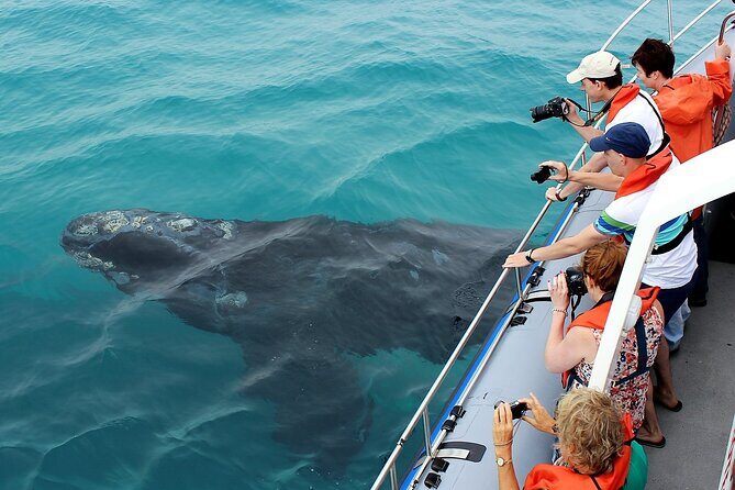 Hermanus Whale Watching and Wine Tasting Private Tour - Morning Start: The 5:30am Pickup That Makes the Day Work