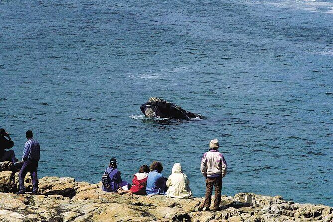 Hermanus Whale Watching and Wine Tasting Private Tour - Elgin Valley Stops: Olive Groves, Orchards, and Vineyard Country