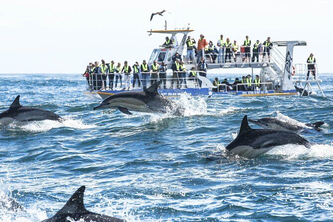 Hermanus Whale Watching and Wine Tasting Private Tour - The Whale Cruise in Hermanus: Your Main Event