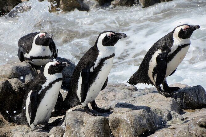 Hermanus Whale Watching and Wine Tasting Private Tour - The Return Drive: R44 / Clarence Drive Back to Cape Town