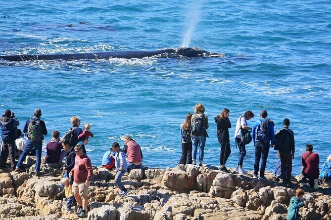 Hermanus Whale Watching and Wine Tasting Private Tour - The Scenic Ride to Hermanus via Sir Lowry’s Pass