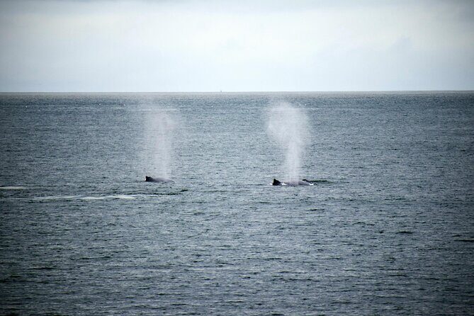Hermanus Whale Watching and Wine Tasting - Stop 1: Dave de Beer - Hermanus Whales and Walks (4 hours of prime viewing)