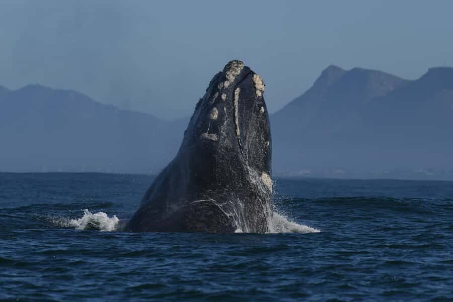 Hermanus: Whale Watching and Wine Testing - Hermanus and Walker Bay: what the boat ride is really like
