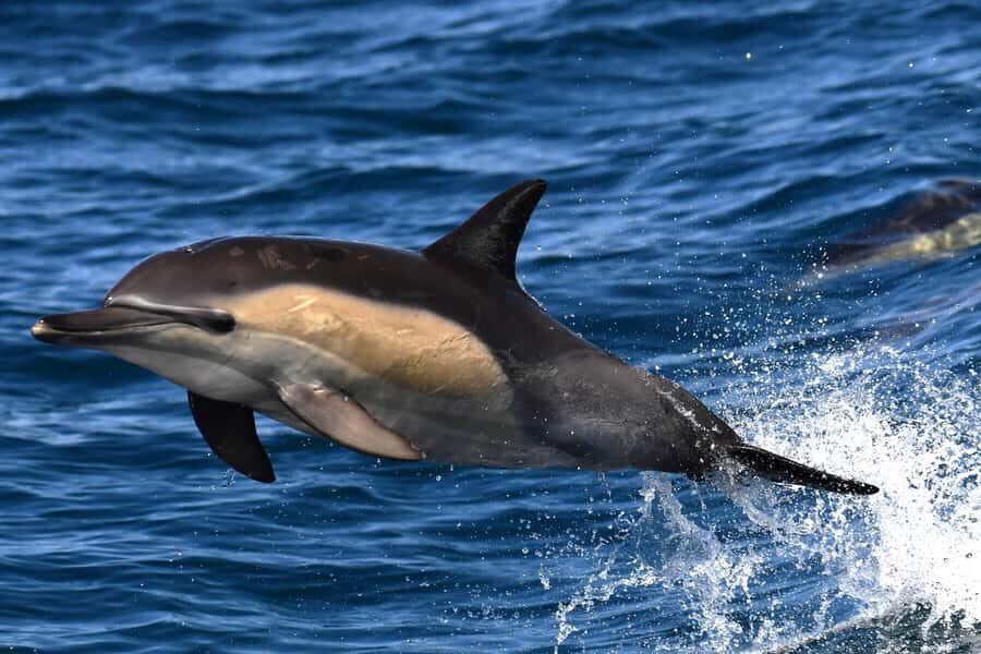 Hermanus: Whale Watching and Wine Testing - Lunch break at the Hermanus Waterfront (and why it’s scheduled)