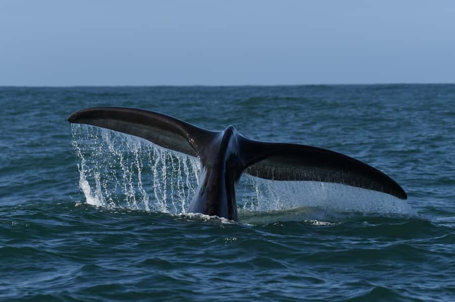 Hermanus: Whale Watching and Wine Testing - The full itinerary flow in real-world terms (8 hours total)