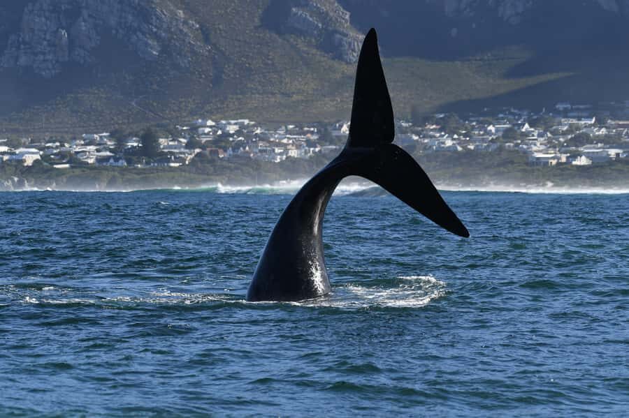 Hermanus: Whale Watching and Wine Testing - Winelands tasting: Benguela Cove vs Spier, depending on where you start