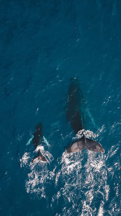 Hermanus Whale Watching Day Tour - Key things to know before you go