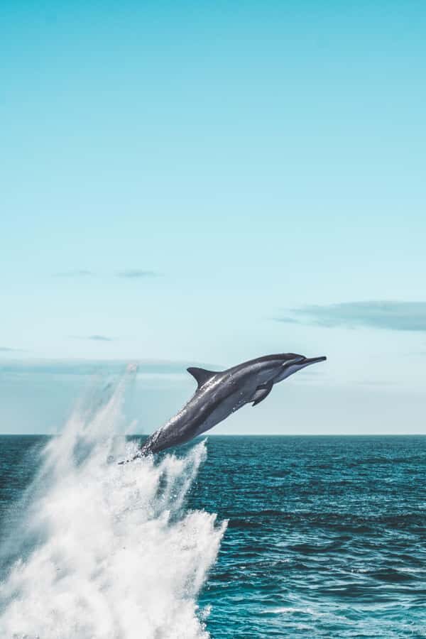 Hermanus Whale Watching Day Tour - Why Hermanus is the whale-watching capital of the Cape