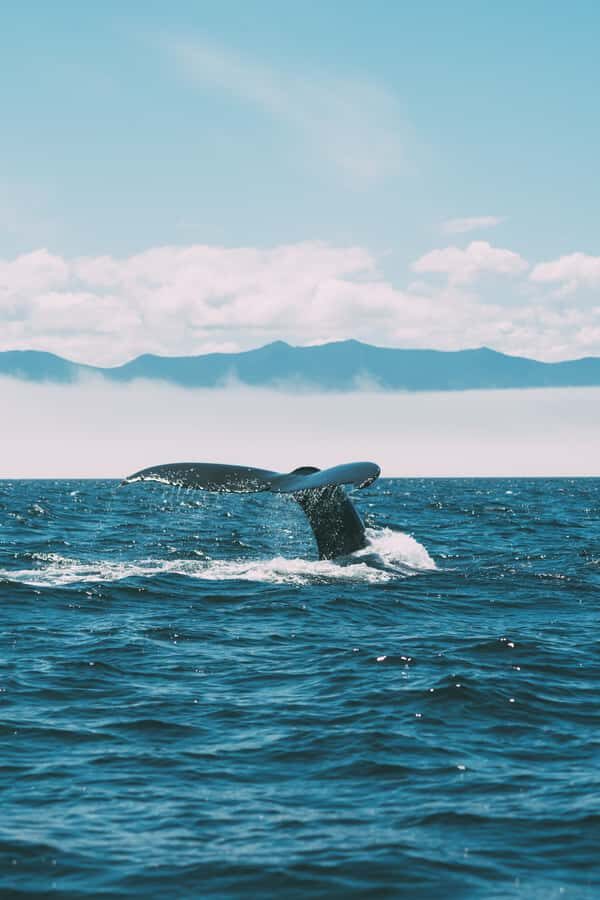 Hermanus Whale Watching Day Tour - Pickup and communication: how to reduce the chance of a headache