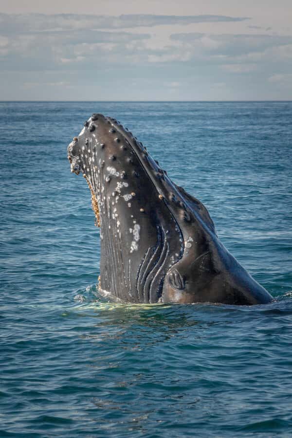 Hermanus Whale Watching Day Tour - On the water: top-deck views and a safety briefing that sets the tone