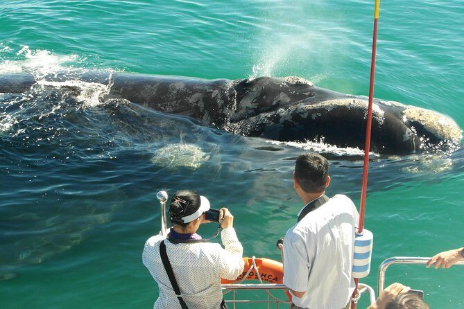 Hermanus Whale Watching & Penguins Shared Tour from Cape Town - The lunch pause at Fusion Restaurant in Hermanus
