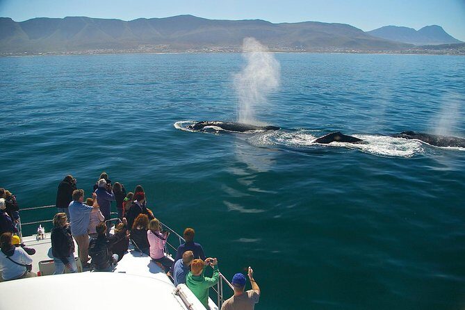 Hermanus Whale Watching & Penguins Shared Tour from Cape Town - Stony Point Penguin Colony: your guaranteed wildlife finish