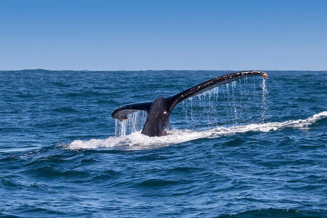 Hermanus Whale Watching & Penguins Shared Tour from Cape Town - Price and value: is $144.54 a fair deal?