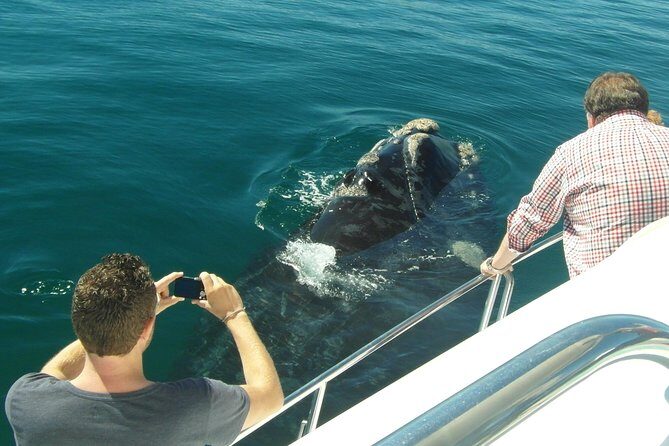 Hermanus Whale Watching & Penguins Shared Tour from Cape Town - Transportation, timing, and the rhythm of a 6-hour day